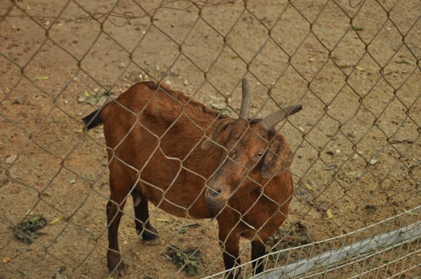 Zoo Negara Malaysia by null