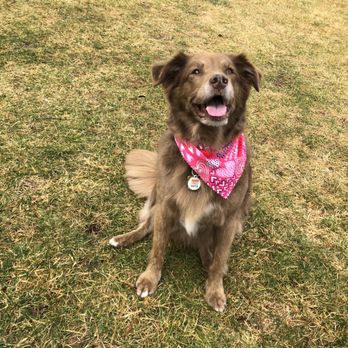 Doggie Styles by Jenny - Pet Groomers Near Me - Brick Township, New Jersey Doggie Styles by Jenny - Pet Groomers Near Me - Brick Township, New Jersey