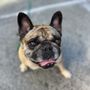 Photo of K9pdx