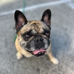 K9pdx - One happy customer.