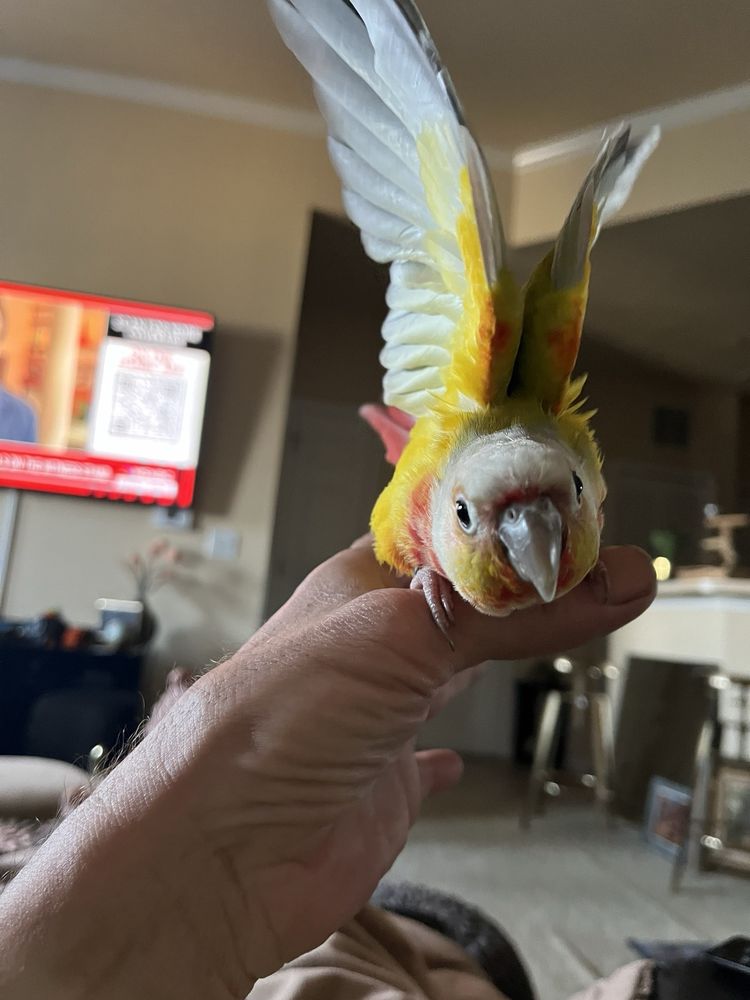 AMAZON JUNGLE Updated June 2024 35 Photos 557 S Yonge St, Ormond