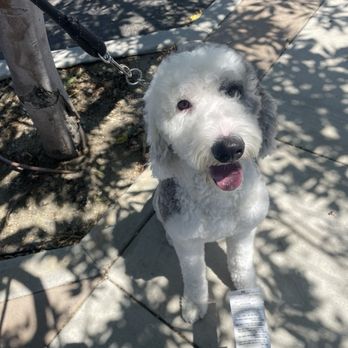 Mutts & Pups Grooming - Pet Groomers Near Me - Fontana, California