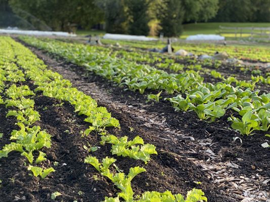 Jacobson Family Farms by null