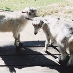Sandy Hill Farm - Goats on a picnic table. They were sooooo friendly!