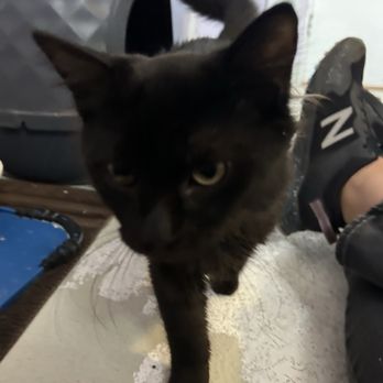 Angels With Paws - Montrose - Animal Shelters Near Me - Lakewood, Colorado Angels With Paws - Montrose - Animal Shelters Near Me - Lakewood, Colorado