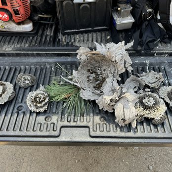 Backwoods Pest Control - Removed wasp nest and comb sections collected during a Backwoods service. - Pest Control Near Me - Elk, Washington Backwoods Pest Control - Removed wasp nest and comb sections collected during a Backwoods service. - Pest Control Near Me - Elk, Washington