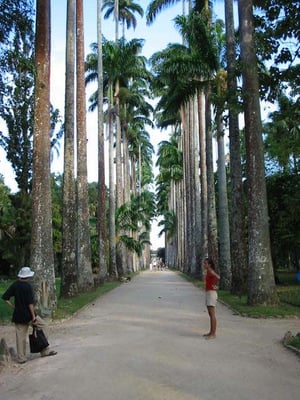 Botanical Garden of Rio de Janeiro by null