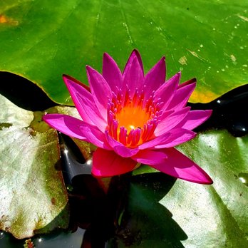 Sunland Water Gardens - Waterlilly $40 each - Nurseries & Gardening Near Me - Sunland, California Sunland Water Gardens - Waterlilly $40 each - Nurseries & Gardening Near Me - Sunland, California