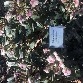 Central Park - Labeled flowers in Central Park Gardens - Parks Near Me - Davis, California