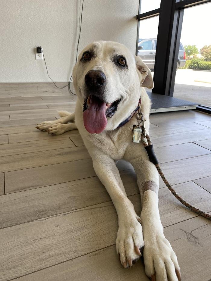 ADVANCED CARE VETERINARY SERVICES Updated October 2024 10 Photos