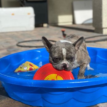 Dancin Paws - Luffy learned to play better with his toys, and he loves play fetch now - Pet Training Near Me - Las Vegas, Nevada Dancin Paws - Luffy learned to play better with his toys, and he loves play fetch now - Pet Training Near Me - Las Vegas, Nevada