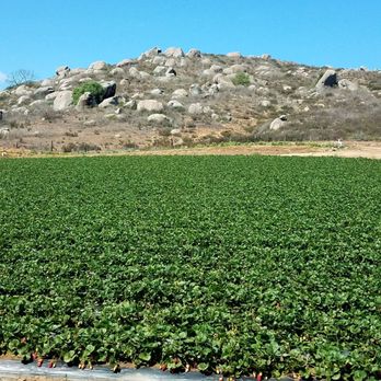 San Pasqual Valley - Strawberries - Local Flavor Near Me