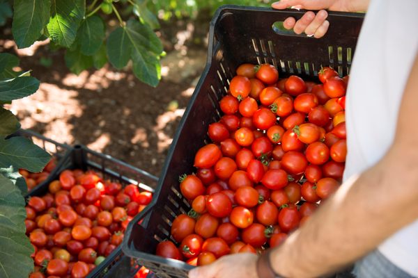 Masseria Salinola by null