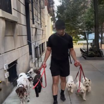 Champions Tails - Dog Walkers Near Me Champions Tails - Dog Walkers Near Me