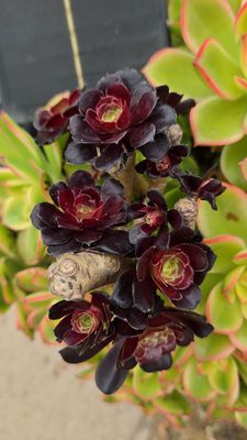 Padaro Beach Grill by null