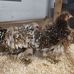 SeaBreeze Hens - My 2 bantam Calico cochins the day they arrived.
