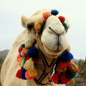 Cabo Adventures - Snowflake the mascot camel! - Outback & Camel Safari - Boat Tours Near Me - Cabo San Lucas, BCS