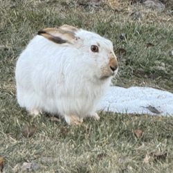 Peavey Mart - Bunny getting hay pellets