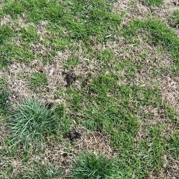 River House Apartments - No one picks up their dog poop shameful dog owners - Apartments Near Me - Norfolk, Virginia River House Apartments - No one picks up their dog poop shameful dog owners - Apartments Near Me - Norfolk, Virginia