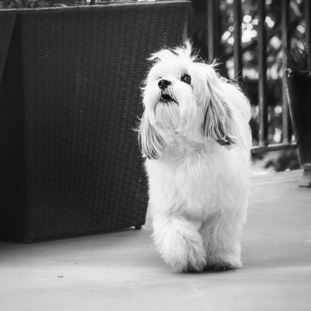 JOHN ANDREWS PET SALON Updated October 2024 80 Photos & 19 Reviews