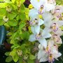 Photo of Blumen Dilek