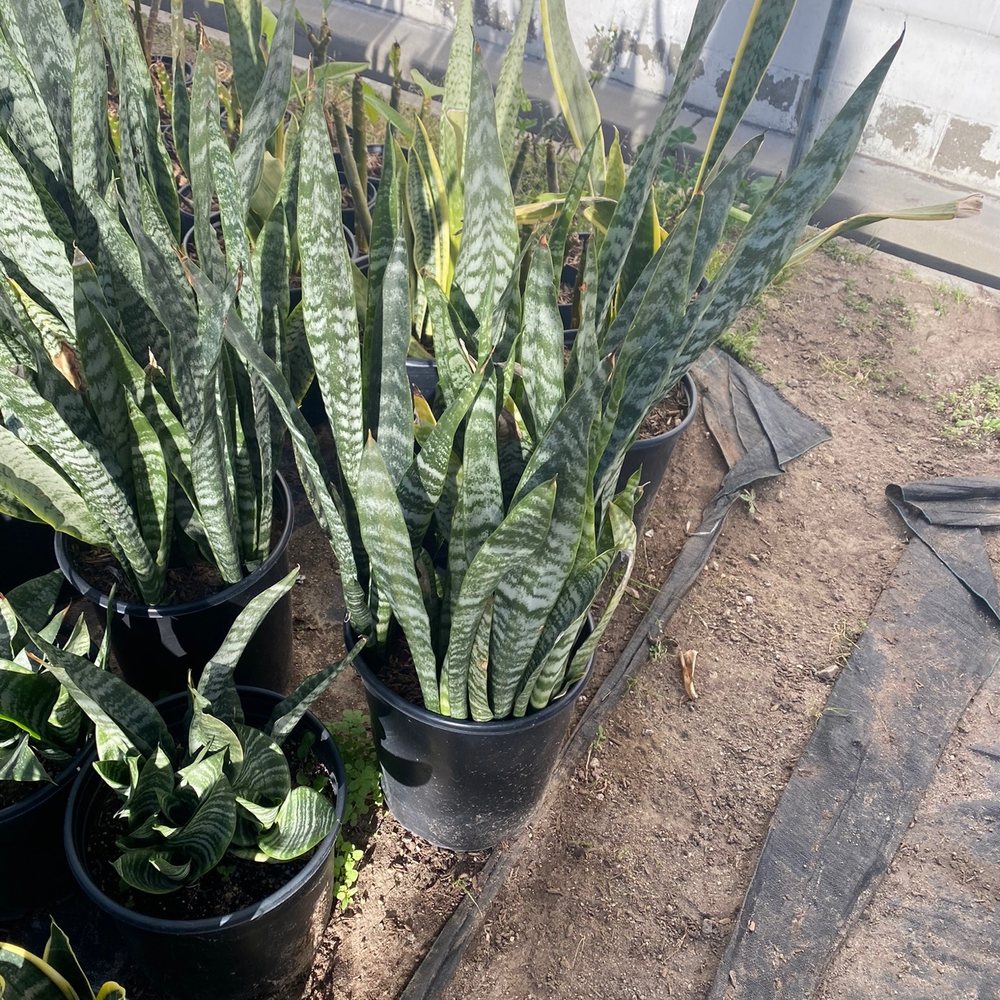 The Standard Design Group Nurseries - Nurseries & Gardening Near Me - North Hollywood, California