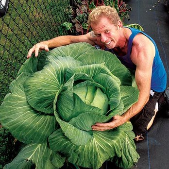 FarmDaddy - FarmDaddy HUGE Cabbage! - Nurseries & Gardening Near Me - Orlando, Florida FarmDaddy - FarmDaddy HUGE Cabbage! - Nurseries & Gardening Near Me - Orlando, Florida