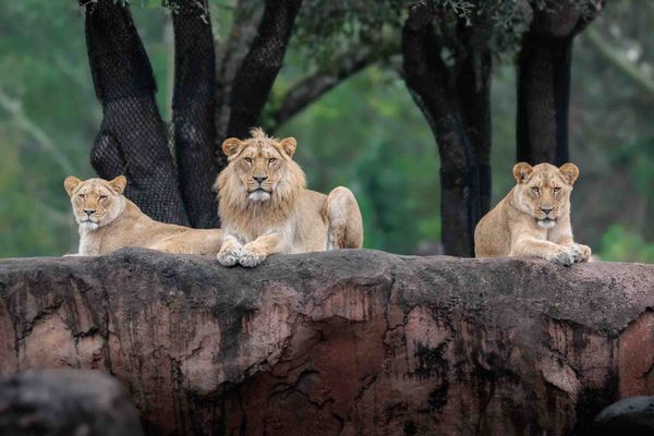 Disney Animal Kingdom by null