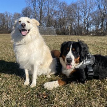 Happy Tayls - Bubba and Lucy - Dog Walkers Near Me Happy Tayls - Bubba and Lucy - Dog Walkers Near Me
