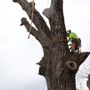 Photo of Arbco Tree Service