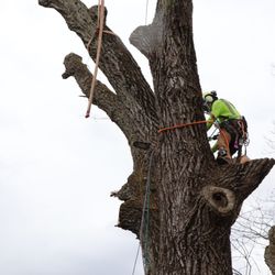 Arbco Tree Service - Our climber making a cut in a very large oak.
