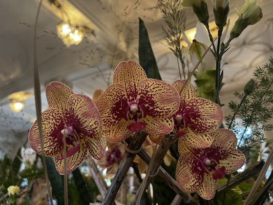 Hotel Schweizerhof Luzern by null