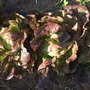 Photo of Gary & Rachel's Produce Farm