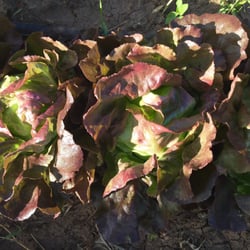 Gary & Rachel's Produce Farm