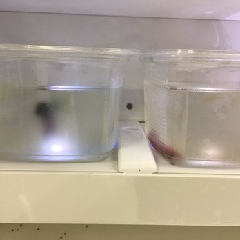 Meijer - Cloudy, Algae filled water - Grocery Near Me - St. Charles, Illinois