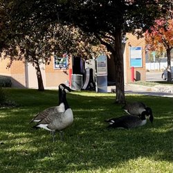 Circle K - Circle K Geese