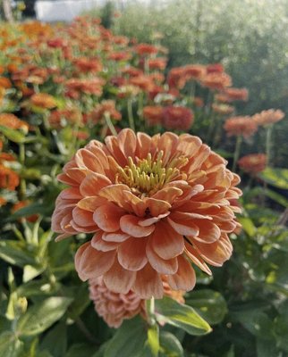 Flower Gardening - Home, Apartments & Restaurant Permaculture Gardening Service Free estimates Flower Gardening - Home, Apartments & Restaurant Permaculture Gardening Service Free estimates
