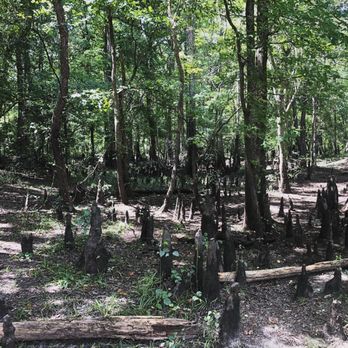 Colleton State Park Office - Edisto River access - RV Parks Near Me - Walterboro, South Carolina