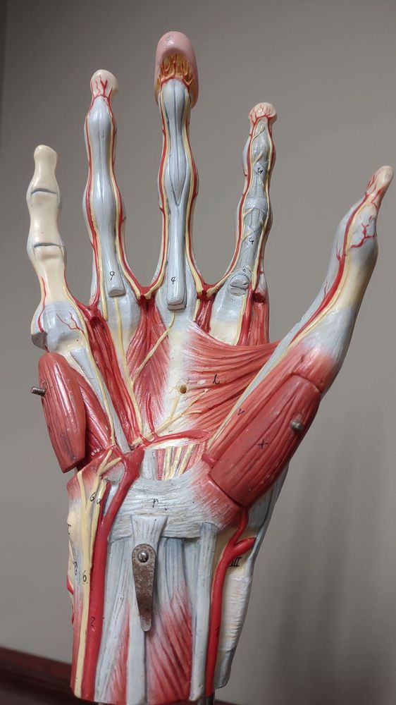 Excelsior Orthopaedics - patient advocate in Amherst, NY