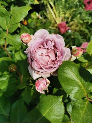 Palmengarten Frankfurt by null