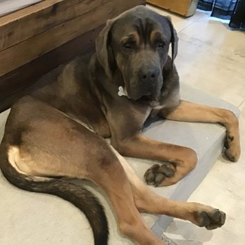Matan Dog Training - Kobe - Pet Training Near Me - Thousand Oaks, California Matan Dog Training - Kobe - Pet Training Near Me - Thousand Oaks, California