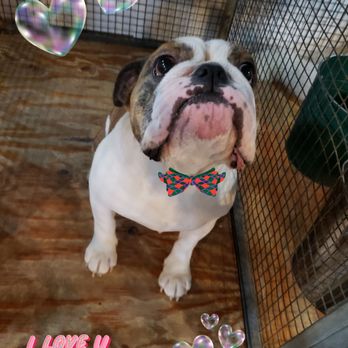 Heiman Ranch Dog Boarding - Pet Boarding Near Me - Rosharon, Texas