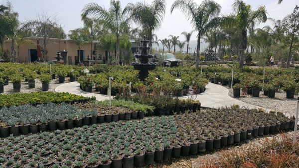 Sterling Gardens Nursery 39 Photos 32 Reviews Nurseries - Elegant Gardens Nursery Moorpark Ca 93021 Sterling Gardens Nursery 39 Photos 32 Reviews Nurseries - Elegant Gardens Nursery Moorpark Ca 93021
