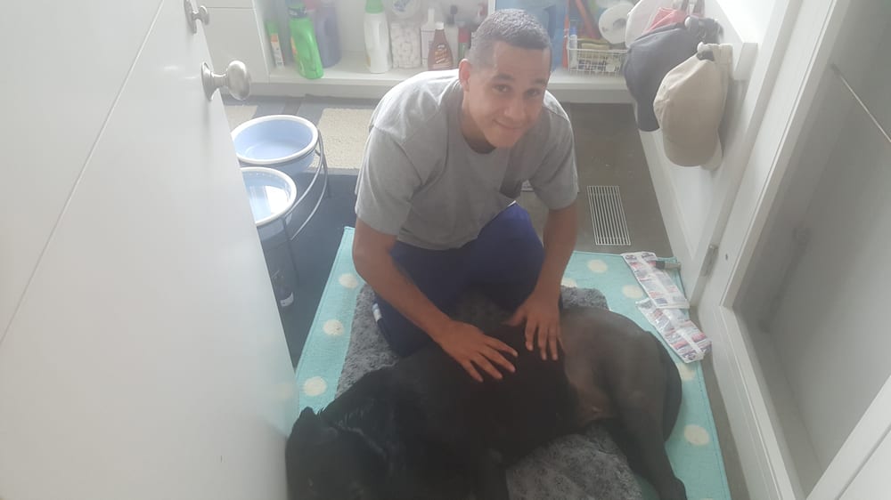 Healing Hands For K9s Image