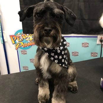 Peace 4 Paws - After - Pet Groomers Near Me - Upland, California