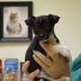 Photo of All About Animals Veterinary Services, PC