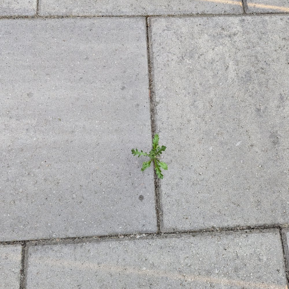 Seattle Eastside Pavers - Weeds growing over sealant - Masonry/Concrete Near Me
