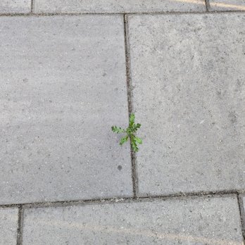 Seattle Eastside Pavers - Weeds growing over sealant - Masonry/Concrete Near Me
