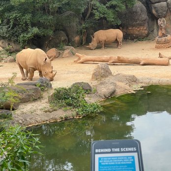 Maryland Zoo in Baltimore - These are two ale rhinos. - Zoos Near Me - Baltimore, Maryland