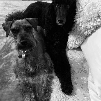 Ooh Puppy - Pet Groomers Near Me - La Mirada, California